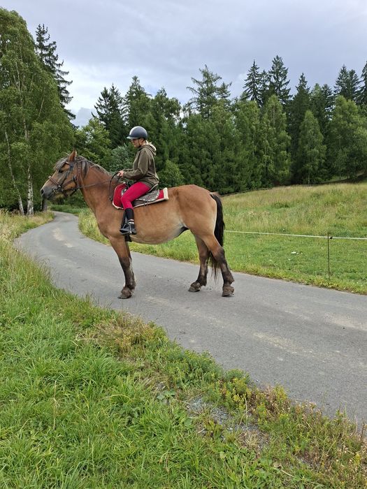 Sprzedam klacz zimnokrwistą