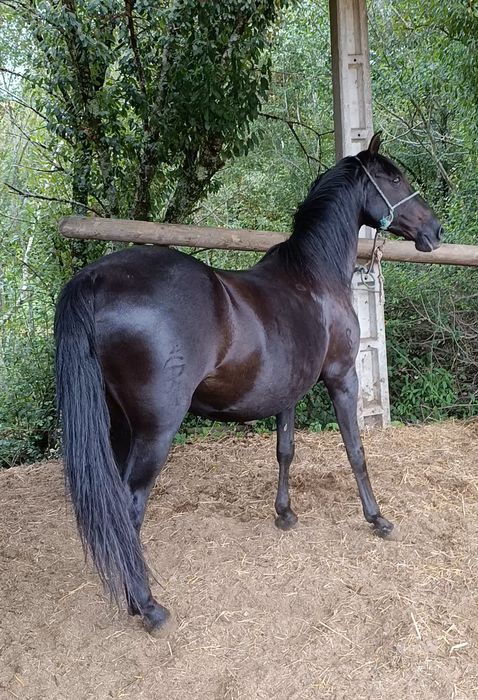 Éguapuro sangue lusitano