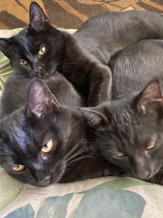 Кіт кішка кошенятя