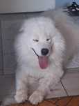 Samoyed dwuletni