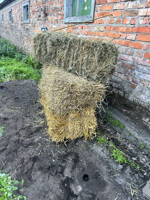 Продам сіно в квадратних тюках