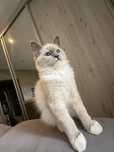 Ragdoll kawaler nr2 legalna hodowla atenagap