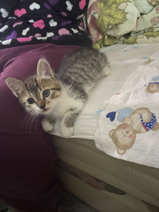 Котики від весловухоі кішки