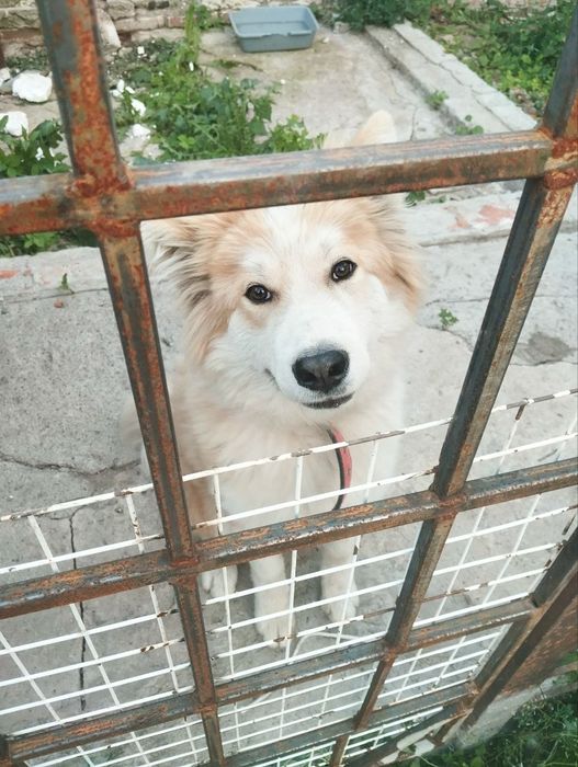 Метис Маламут и Акита