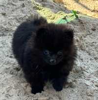 Pomeranian xxs szpic miniaturowy suczka czarna