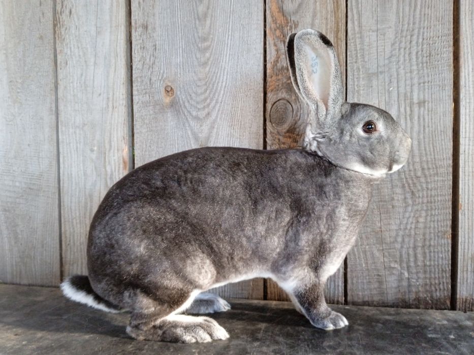 Samica rex szynszylowy, rodowód