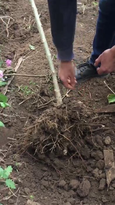 Павловния.Павловнія. Річні саджанці сортів Войлочна,ШанТонг,ПаоТонгZ07