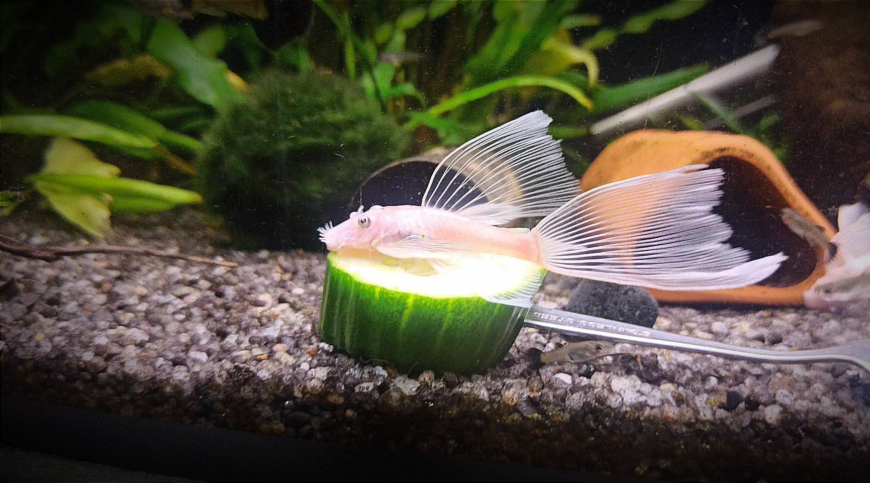 Zbrojnik L144 Ancistrus Snow White Long Fin