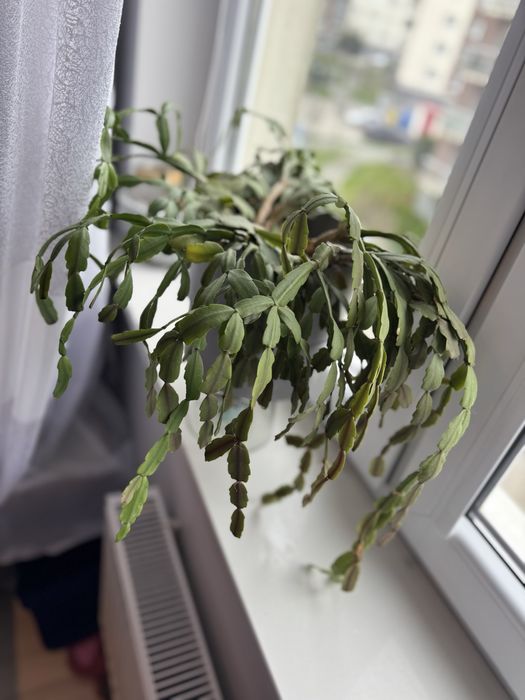 Szlumbergera, zygokaktus, grudnik, kaktus Bożego Narodzenia wieloletni