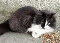 Шикарный черный зеленоглазый пушистый котик Даллас 1.5г кот