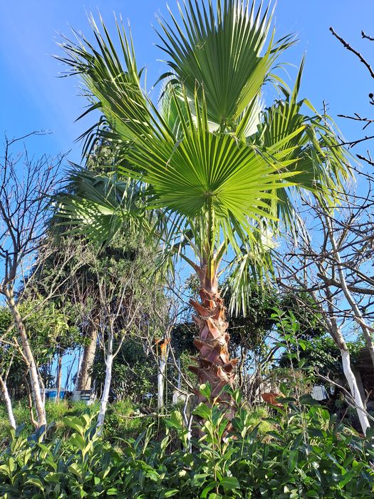 Palmeira de leque