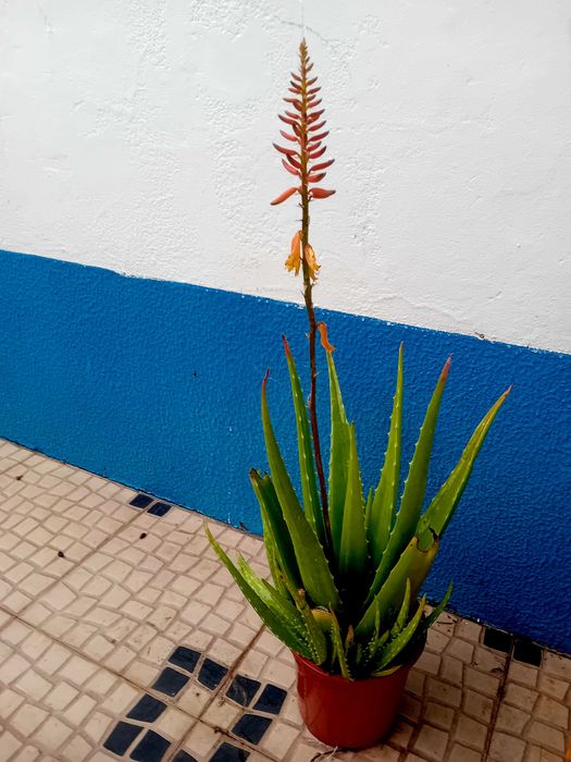Aloe Vera Barbadensis