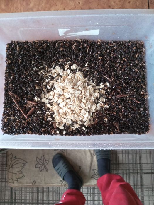 Жук знахарь продам