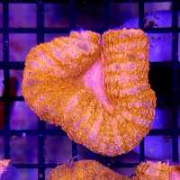 Lobophyllia - Orange Ultra, lps, morskie,Koralowiec, akwarium