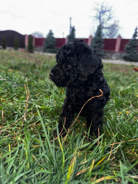 Цуценята Той пудель