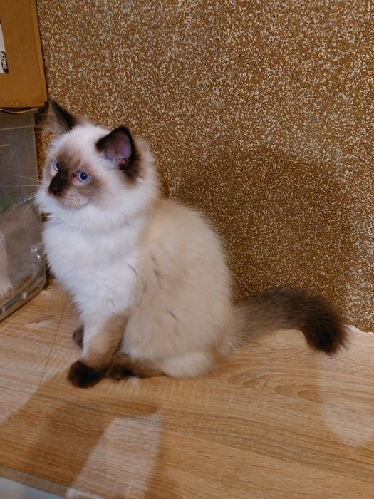 Kocurek Emet Ragdoll do rezerwacji FPL/FIFE