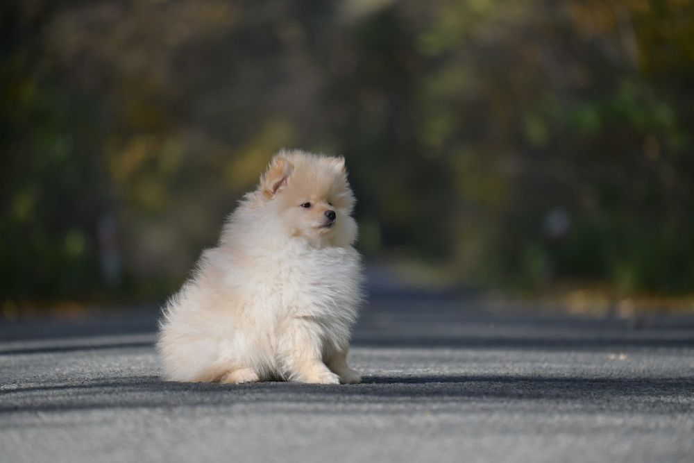 Gotowy do zmiany domu Szpic mały kolorowy współczesny FCI