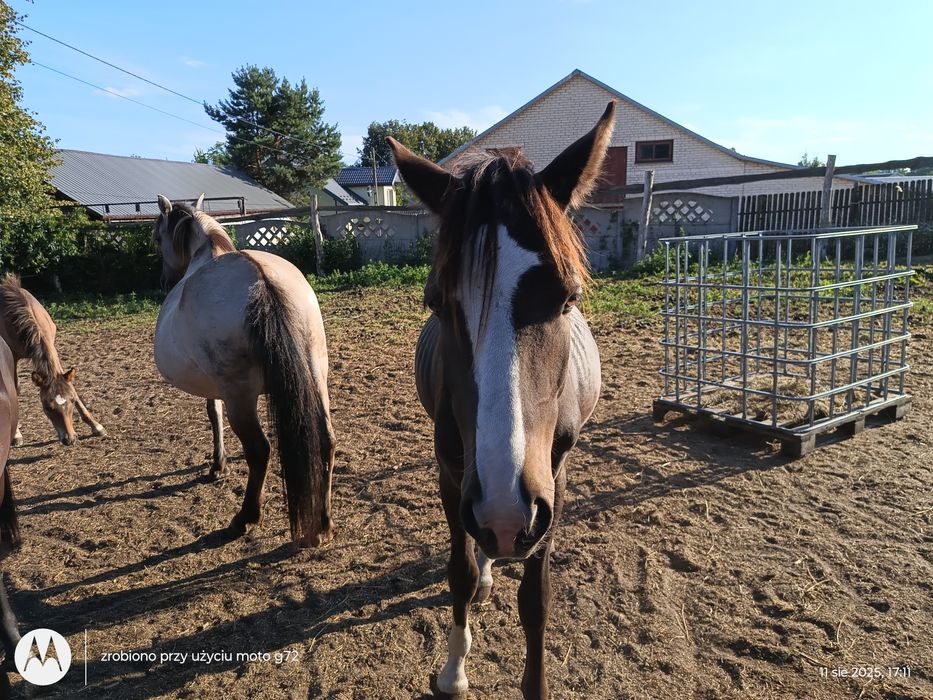 Sprzedam  lub zamienie ogiera 1.5 roku kuc feliński od matki Nn po go