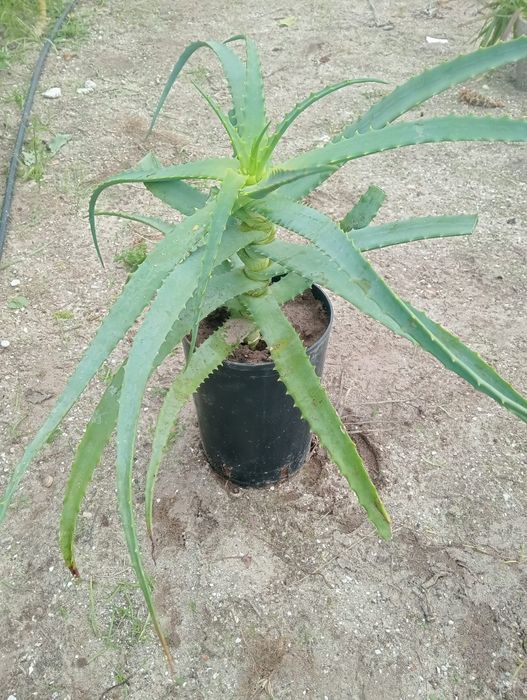Planta Aloe vera