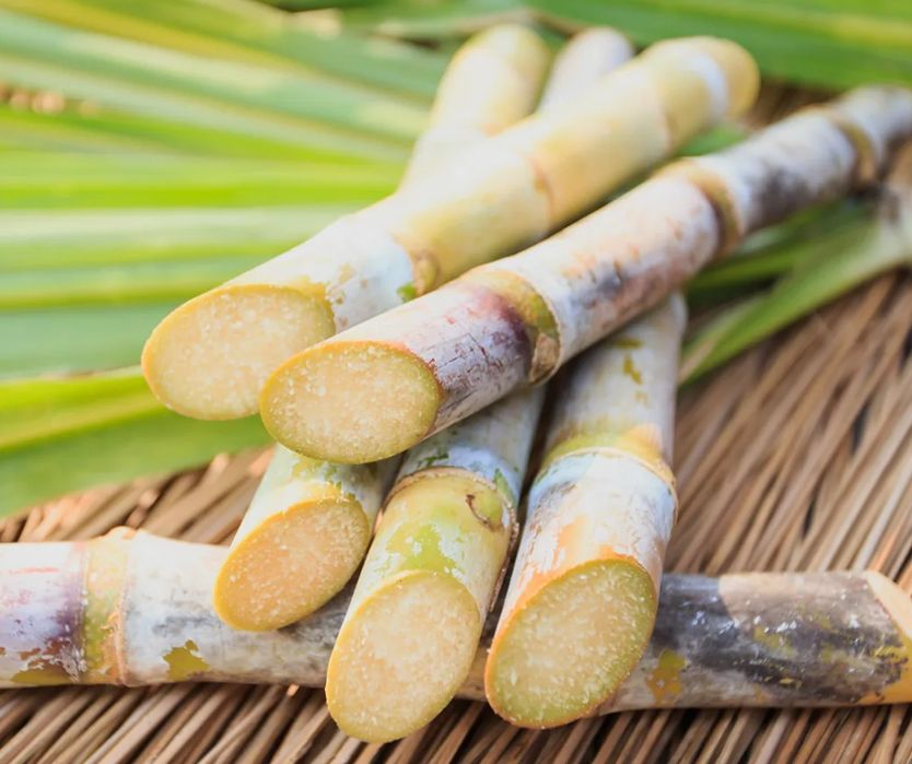 Cana de açúcar super doce