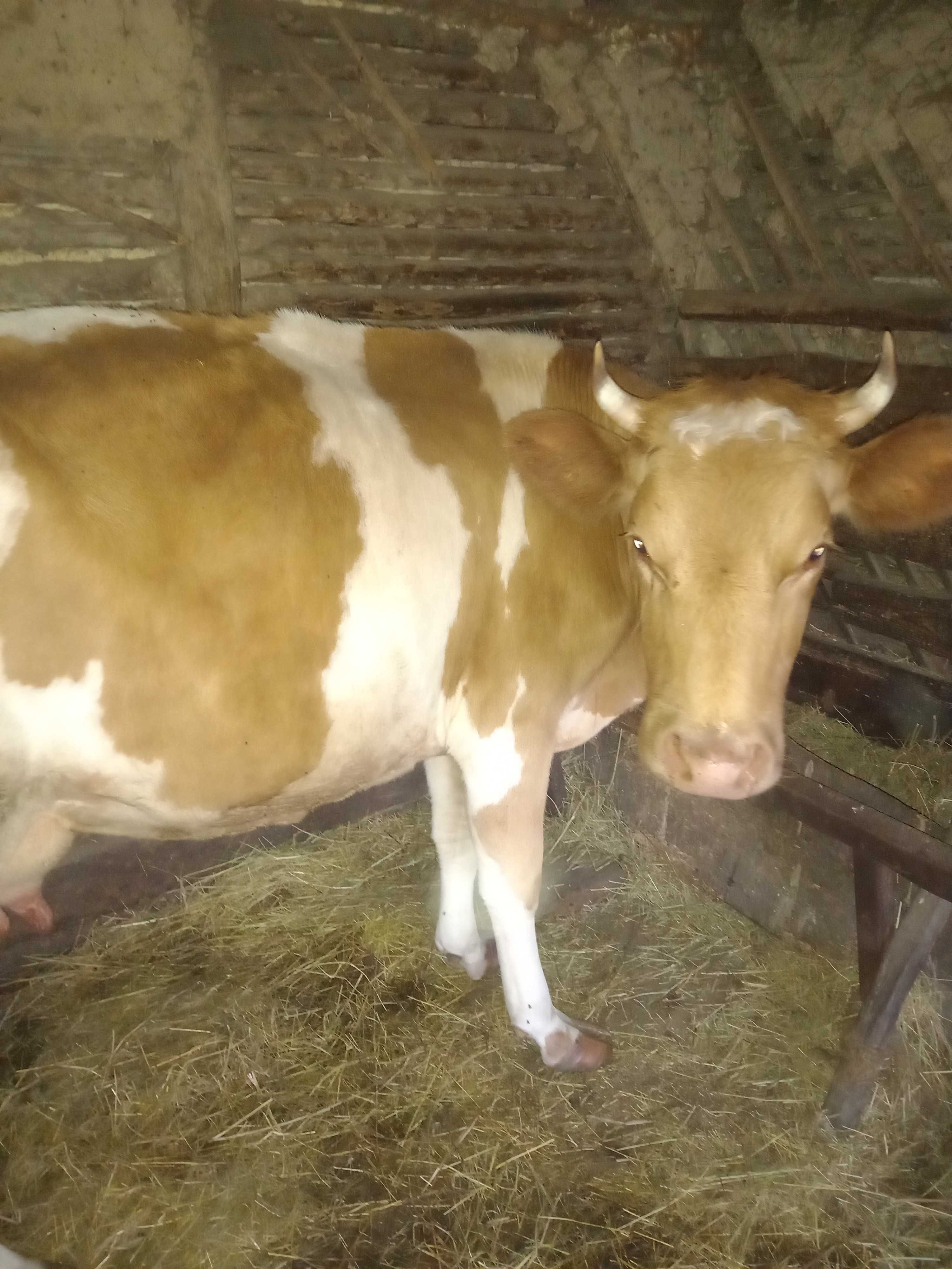 Продається дві дуже добрих корови