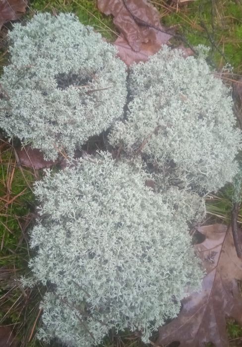 Ягель (оленій мох)