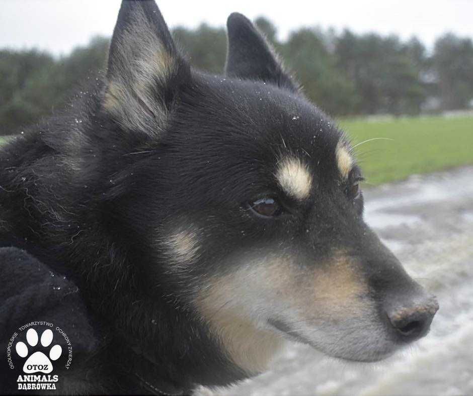 Rex po 8-latach stracił dom ... - OTOZ Animals Schronisko w Dąbrówce