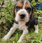 Piesek Beagle szczenięta