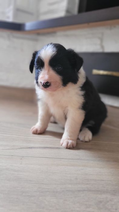 Border Collie suczka