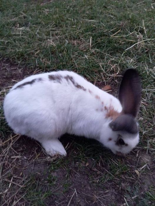 Sprzedam Młodą Samicę