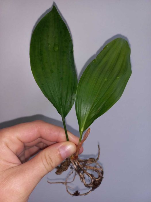 Вазон Аспідістра (Аспидистра), азійська конвалія
