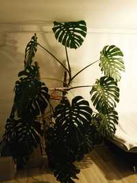 Monstera gigant 2,4 m cuuudna