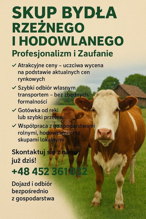 Skup Bydła Rzeźnego