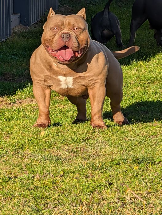 American bully suczka blue