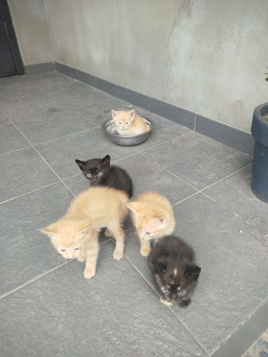 Котики руді і киці. Кошенята.