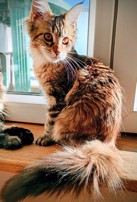 Kotka Princessa Maine Coon z rodowodem