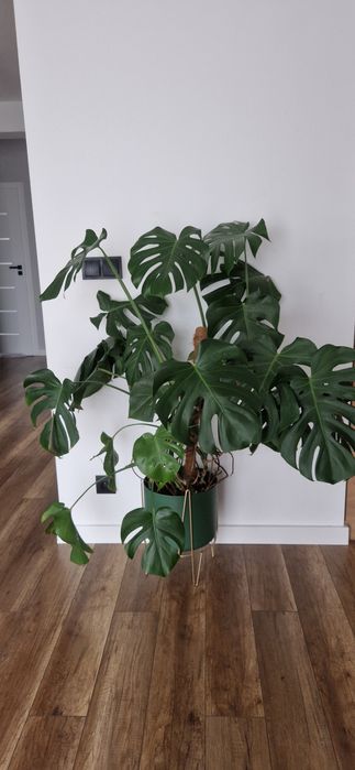 Kwiatek monstera