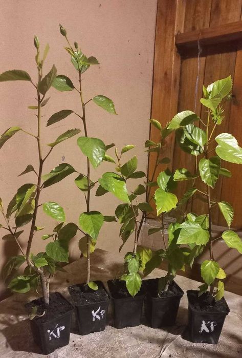 Продам гибискусы,драцену,толстянки,розмарин,жакаранду и уличные раст.