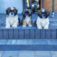 Shih tzu piesek pies