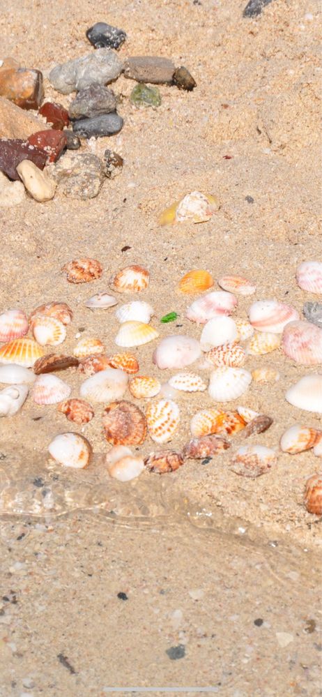 Muszle muszelki z plaży w Dubaju