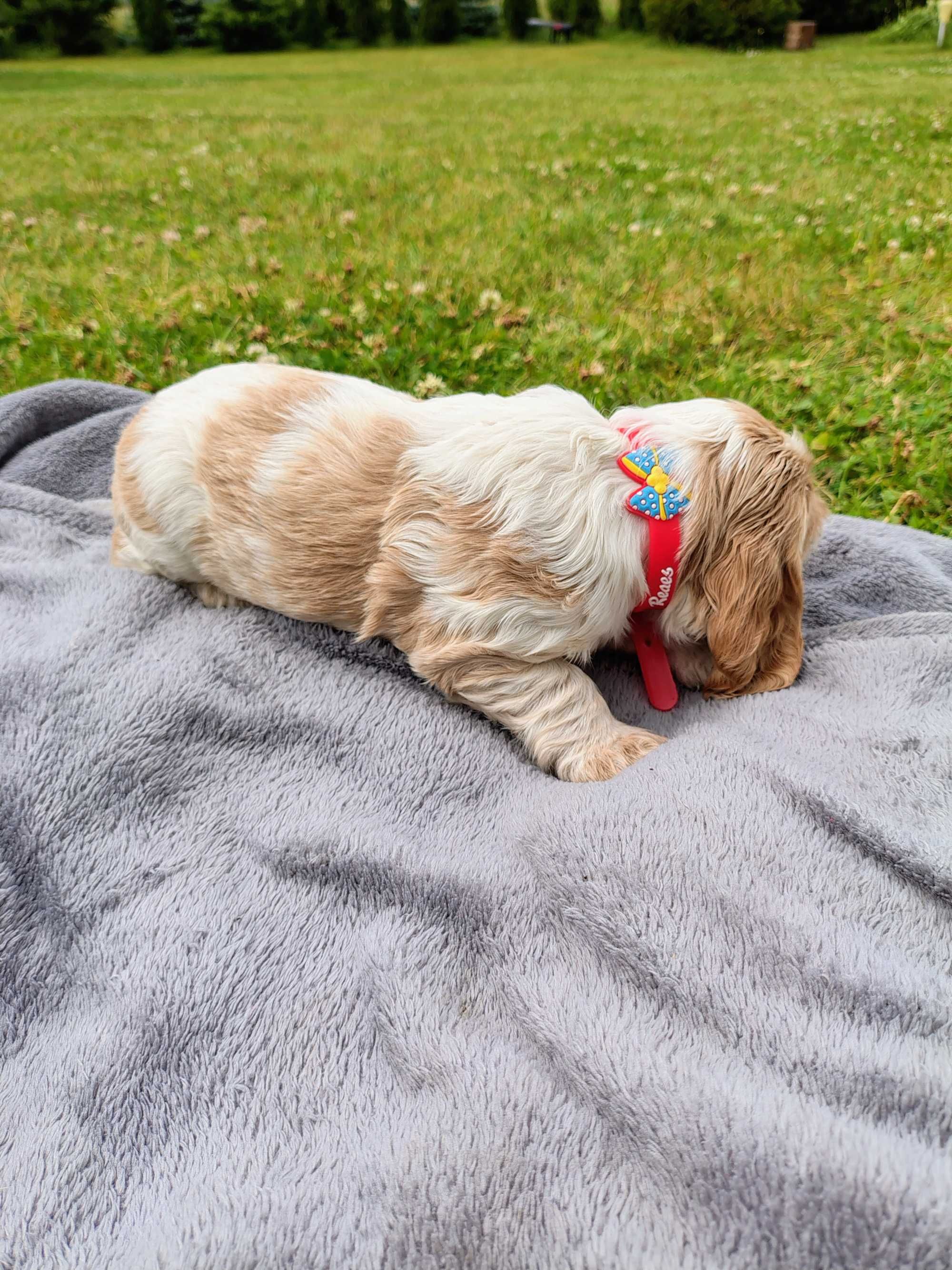 Cocker Spaniel Angielski Roan Orange piesek