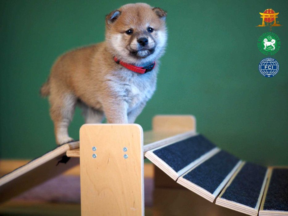 Shiba Inu Szczeniak Pies Shiba Szczenię ZKwP FCI Rodowód Samczyk