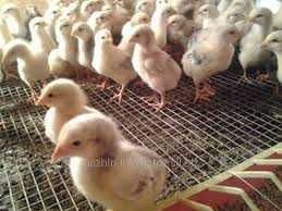 яйцо для инкубации и под квочку