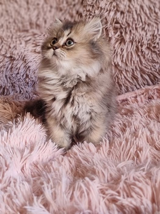 Kotka dziewczynka brytyjczyk