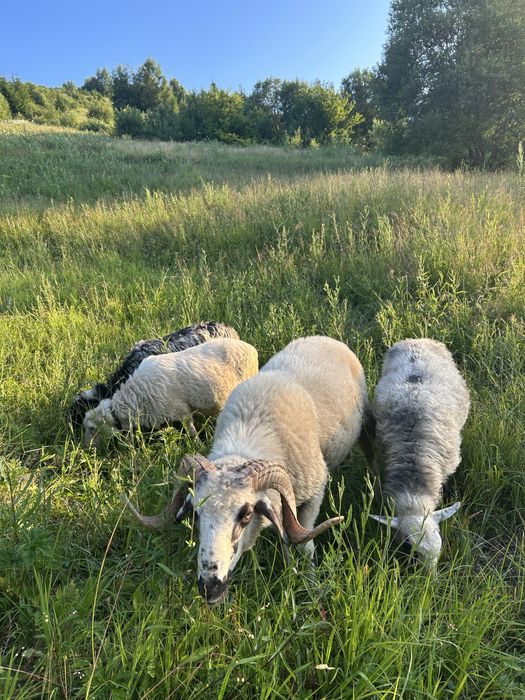 Барана продаєця  півтара року