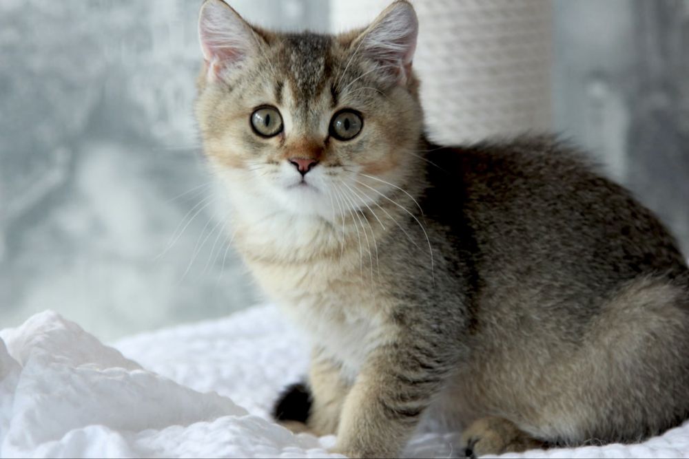 Британский котик