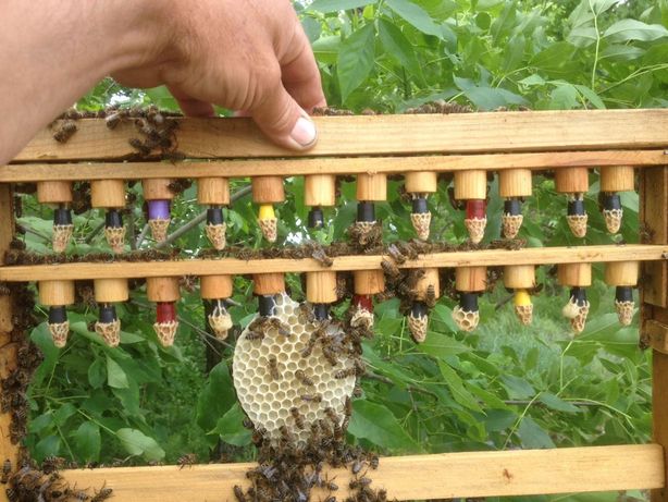 Пчеломатки карника тройзек, пчелопакеты, пыльца, воск