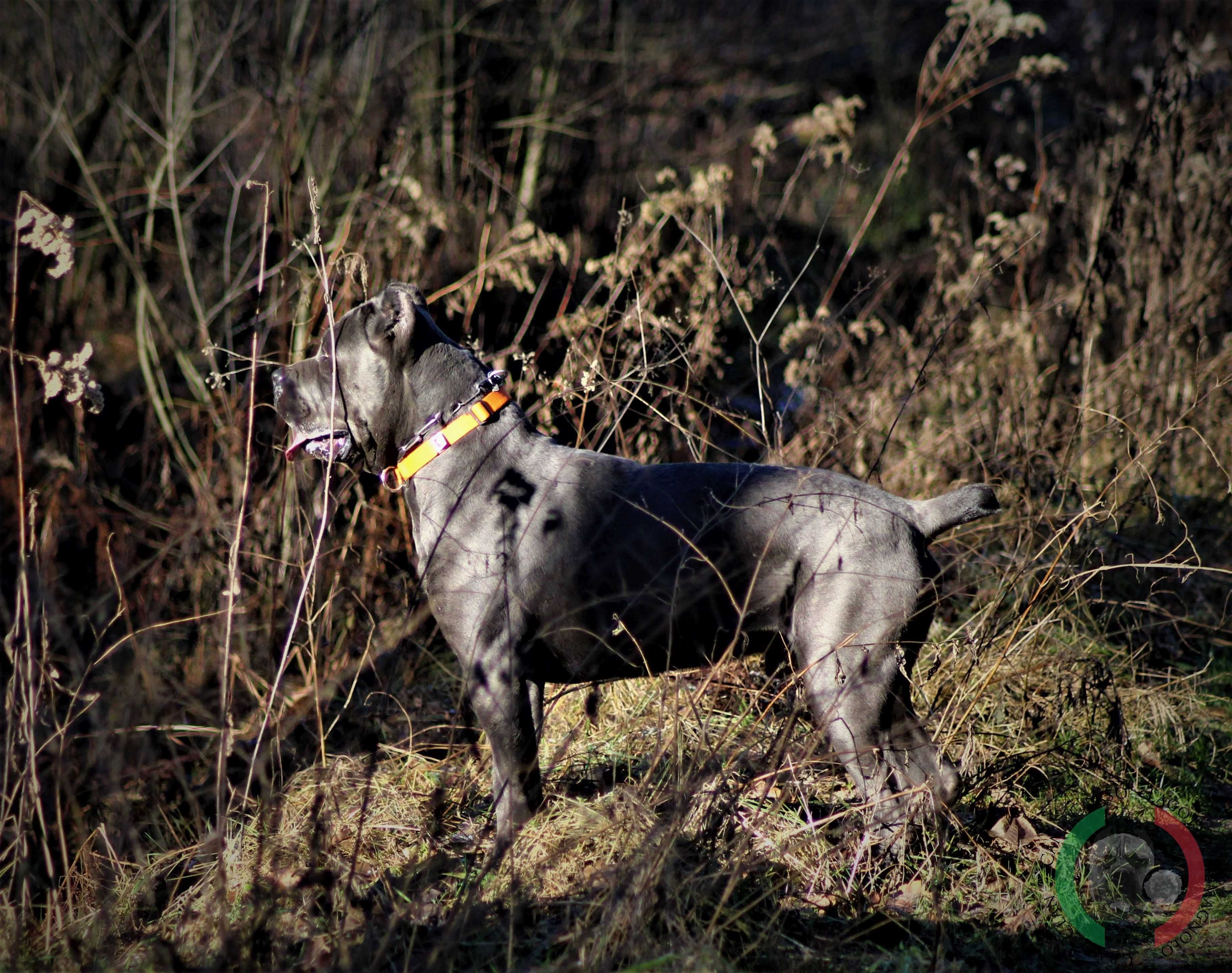 Reproduktor Cane Corso Italiano WEPAR Crazy Clan krycie ZKwP FCI