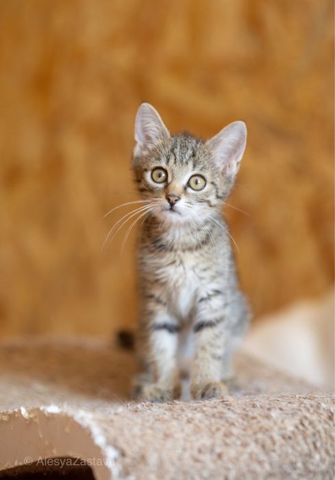 Котенок девочка Малибу 9 мес, кошка