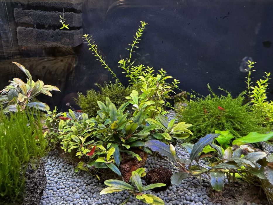 Акваріум креветочнік 35 лт запущений з всім необхідним.